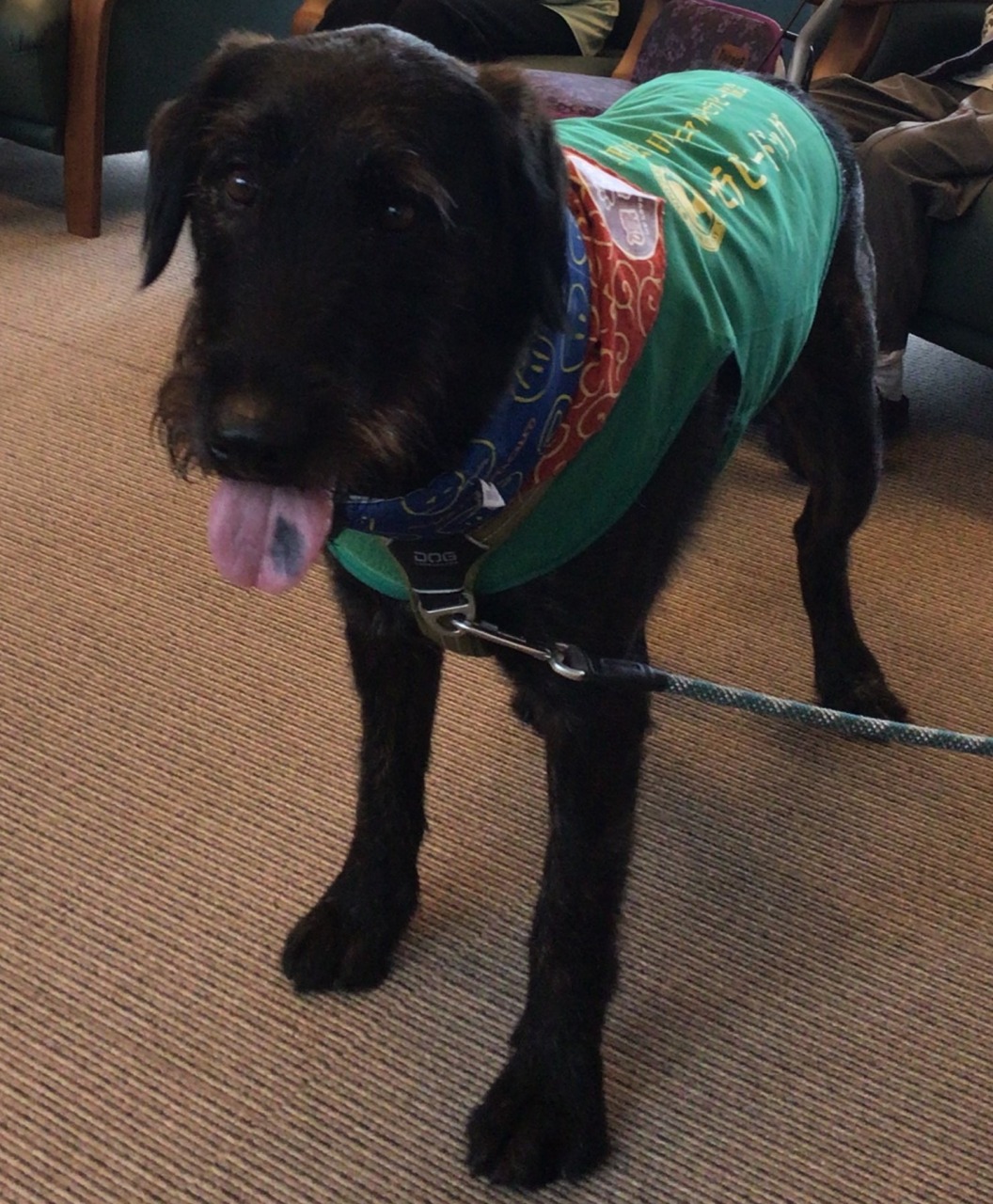 セラピー犬のリンちゃんが来てくれました(^_-)-☆ｹｱﾚｼﾞﾃﾞﾝｽ東山3号館☆