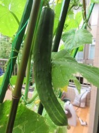 ケアレジデンス東山　野菜の収穫