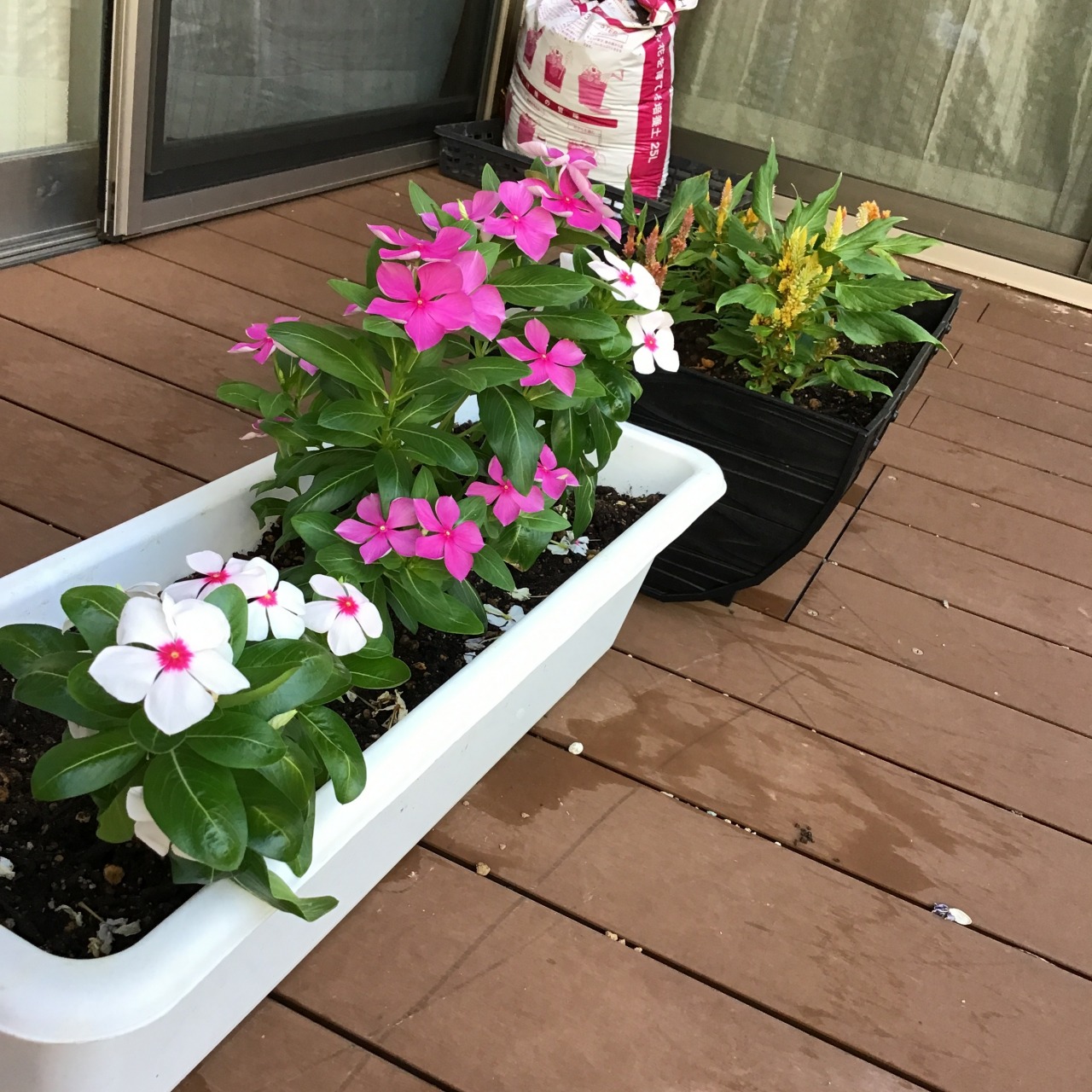 野の空北ユニット　ベランダに花が咲きました