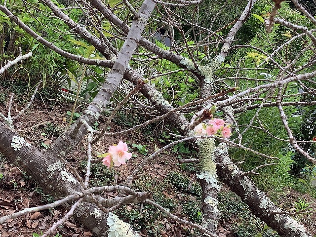 河津桜