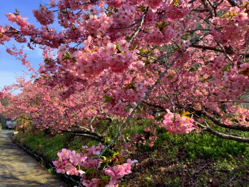 河津桜